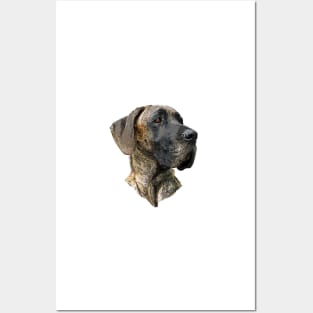 Great Dane Brindle Posters and Art